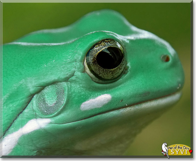 Syvi the White's Tree Frog, the Pet of the Day Syvi the White's Tree Frog, the Pet of the Day