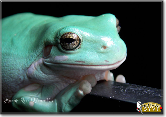 Syvi the White's Tree Frog, the Pet of the Day