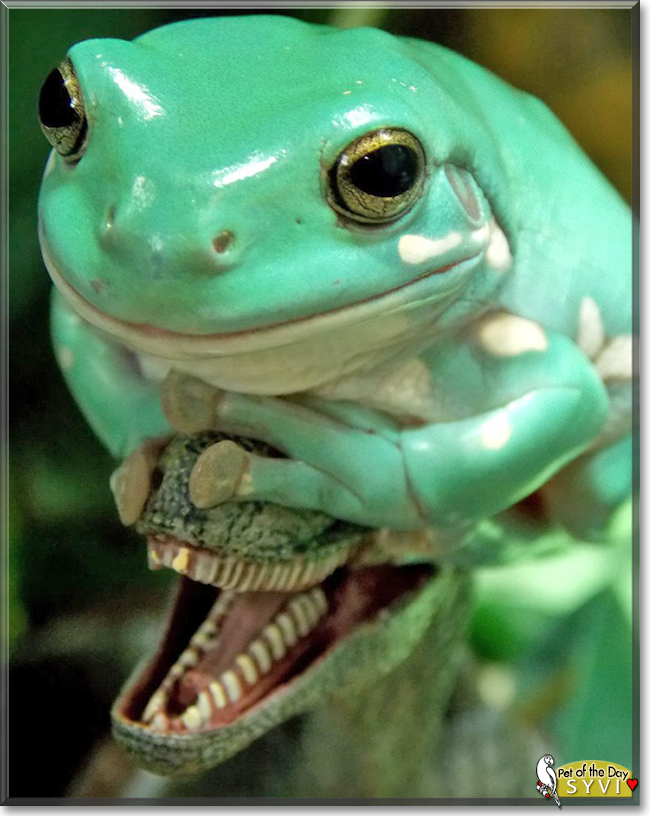 Syvi the White's Tree Frog, the Pet of the Day