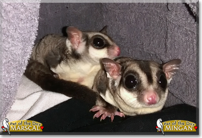 Mingan and Marscal the Sugar Gliders, the Pet of the Day Mingan and Marscal the Sugar Gliders, the Pet of the Day