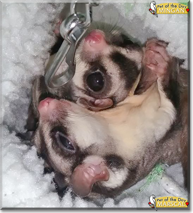 Mingan and Marscal the Sugar Gliders, the Pet of the Day