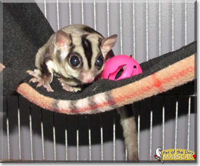 Mingan and Marscal the Sugar Gliders, the Pet of the Day
