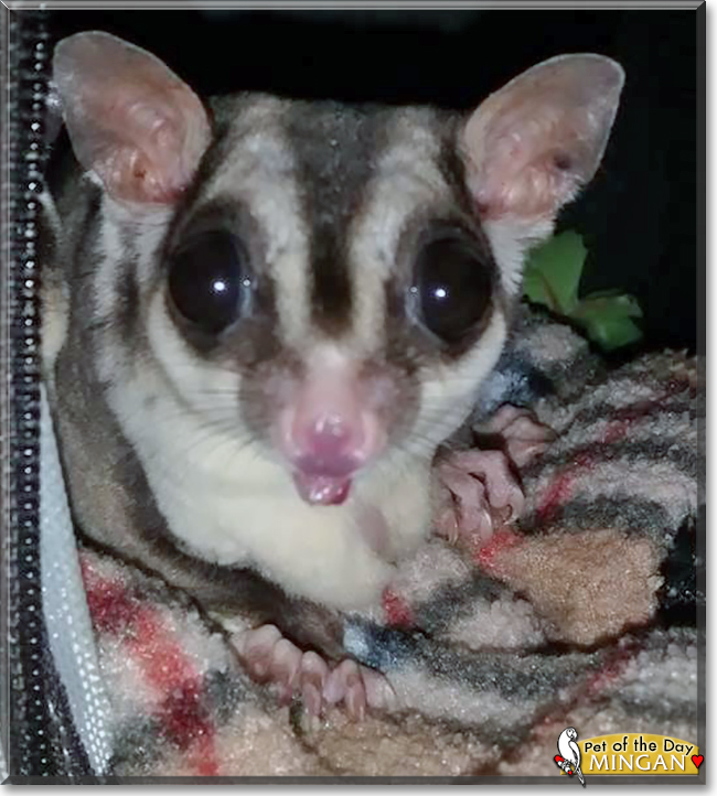 Mingan and Marscal the Sugar Gliders, the Pet of the Day