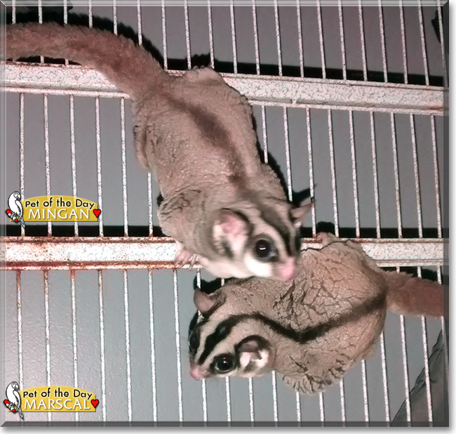 Mingan and Marscal the Sugar Gliders, the Pet of the Day