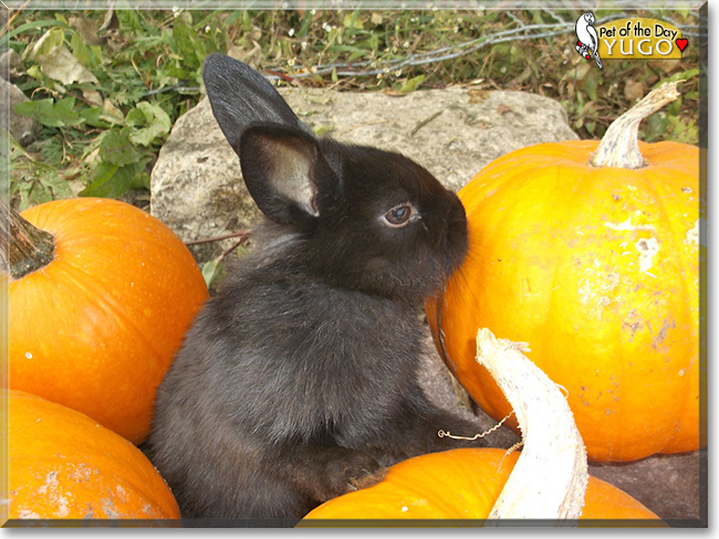 Yugo the Rabbit, the Pet of the Day Yugo the Rabbit, the Pet of the Day