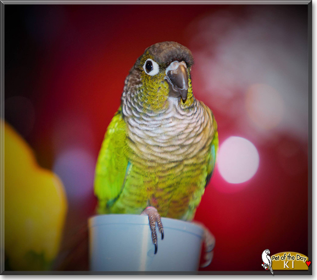 Ki the Green Cheek Conure, the Pet of the Day Ki the Green Cheek Conure, the Pet of the Day