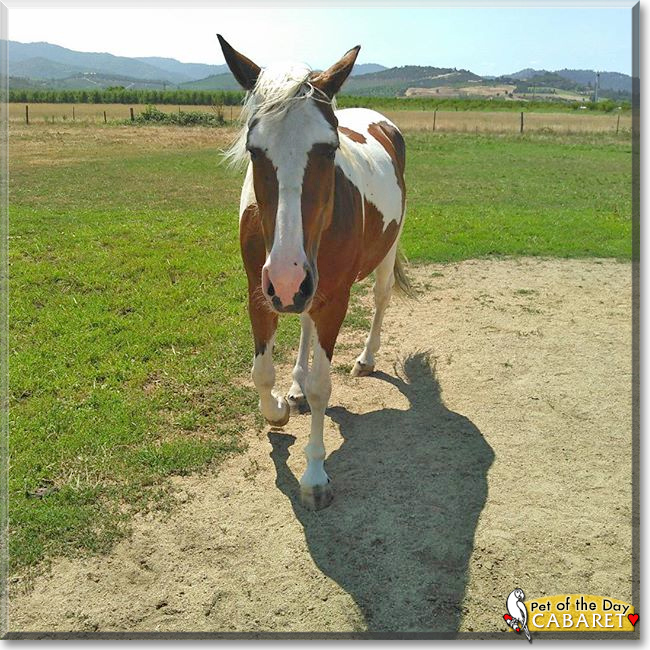 Cabaret the Mustang, the Pet of the Day Cabaret the Mustang, the Pet of the Day
