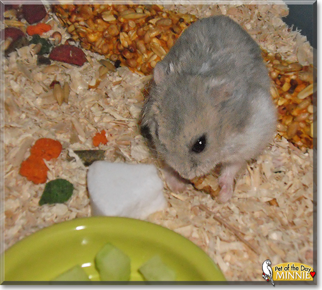 Minnie the Dwarf Hamster, the Pet of the Day Minnie the Dwarf Hamster, the Pet of the Day