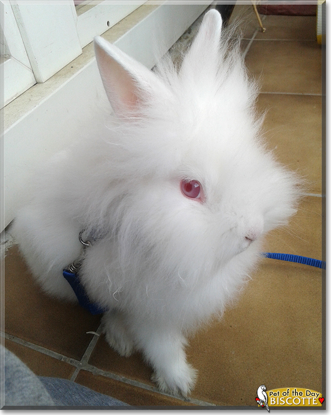 Biscotte the Lionhead mix Rabbit, the Pet of the Day