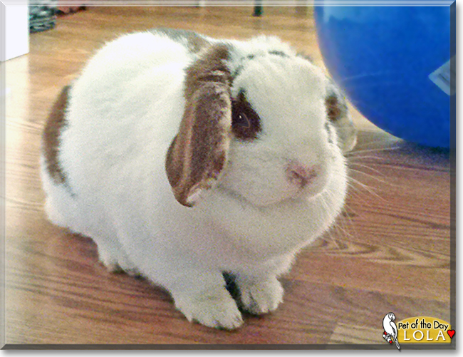 Lola the Mini Holland Lop Rabbit, the Pet of the Day Lola the Mini Holland Lop Rabbit, the Pet of the Day