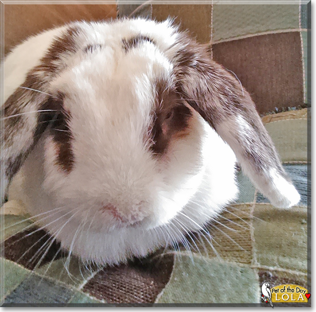 Lola the Mini Holland Lop Rabbit, the Pet of the Day