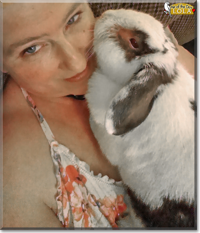 Lola the Mini Holland Lop Rabbit, the Pet of the Day