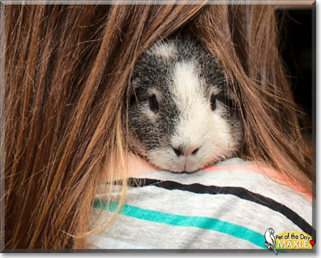 Mäxle the Guinea Pig, the Pet of the Day