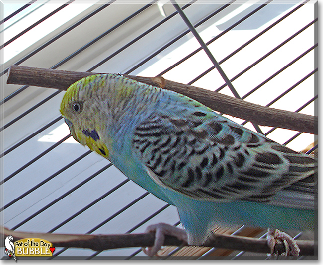 Bubble the Budgerigar, the Pet of the Day