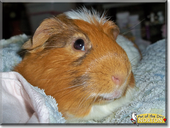 Norton the Short-hair Cavy, the Pet of the Day
