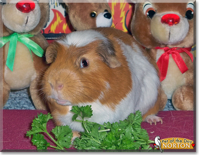 Norton the Short-hair Cavy, the Pet of the Day
