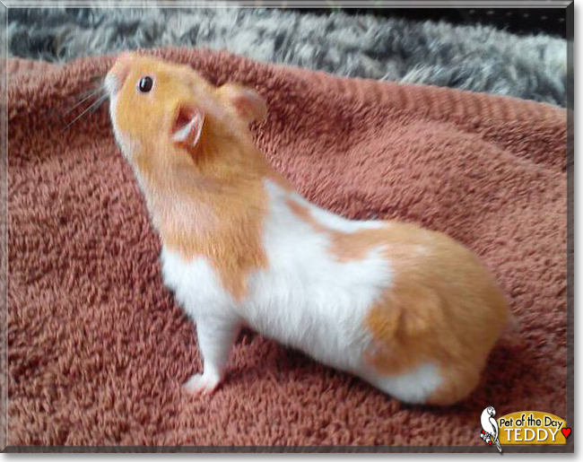 Teddy the Syrian Hamster, the Pet of the Day Teddy the Syrian Hamster, the Pet of the Day