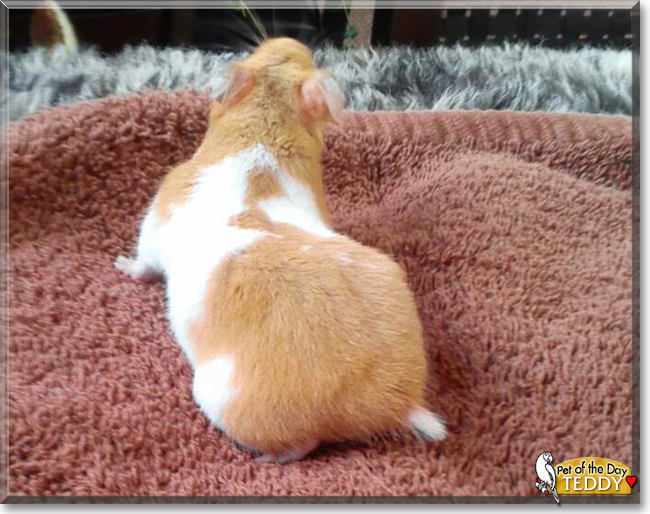 Teddy the Syrian Hamster, the Pet of the Day