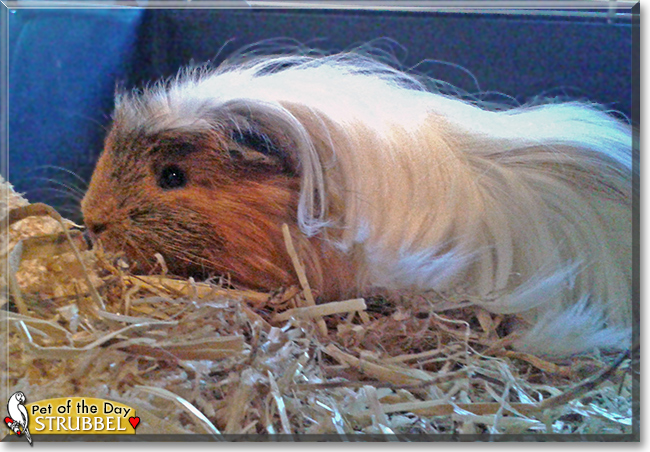 Strubbel the Long-hair Guinea Pig, the Pet of the Day Strubbel the Long-hair Guinea Pig, the Pet of the Day