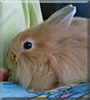 Schnuffel the Lionhead Dwarf Rabbit