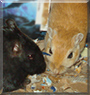 Coffee and Cream the Gerbils