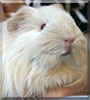 Cosette the Guinea Pig