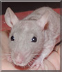 Yoko the Fancy Rat