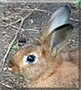 Peter the Rabbit
