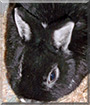 Felix the Dwarf Rabbit