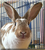 Davy the English Spot Rabbit