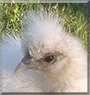 Puppy the Silkie Chicken