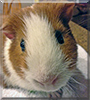 Darwin the Guinea Pig