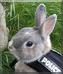 Miss Bunz the Dwarf Rabbit mix