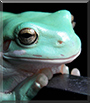 Syvi the White's Tree Frog