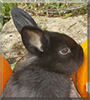 Yugo the Rabbit
