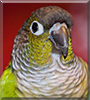Ki the Green Cheek Conure