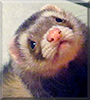 Milo the Siamese Ferret
