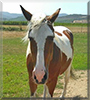 Cabaret the Mustang