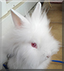 Biscotte the Lionhead mix Rabbit