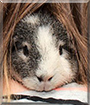 Mäxle the Guinea Pig