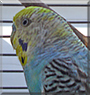 Bubble the Budgerigar