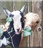 Hazel and Fiver the Miniature Lamancha Goats