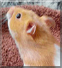 Teddy the Syrian Hamster