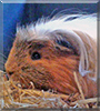 Strubbel the Guinea Pig