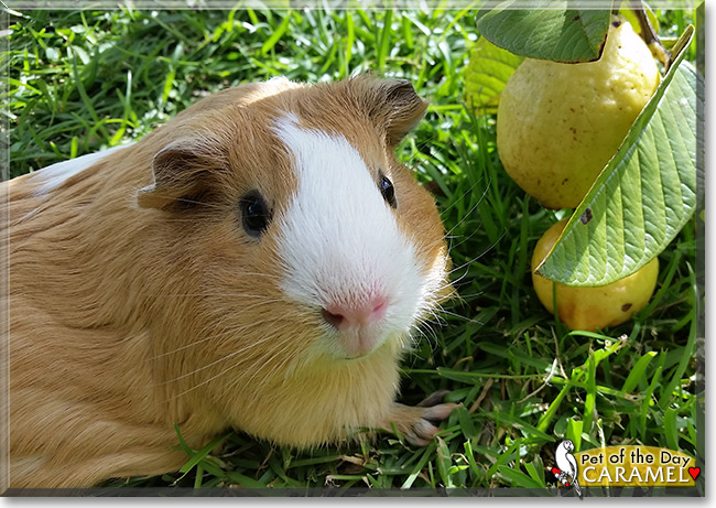 Caramel the Guinea Pig, the Pet of the Day Caramel the Guinea Pig, the Pet of the Day