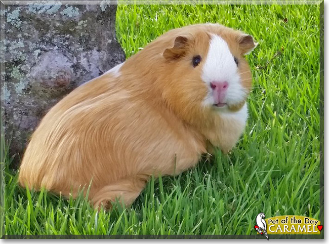 Caramel the Guinea Pig, the Pet of the Day