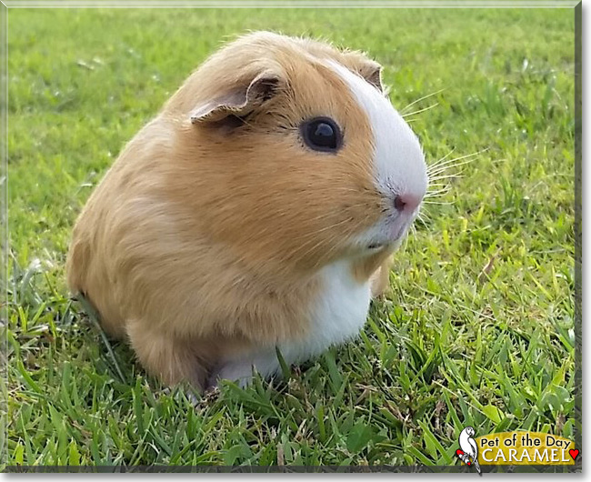 Caramel the Guinea Pig, the Pet of the Day