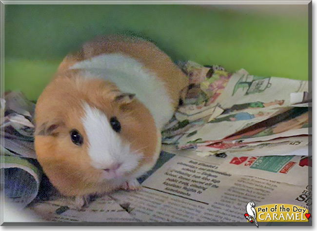 Caramel the Guinea Pig, the Pet of the Day
