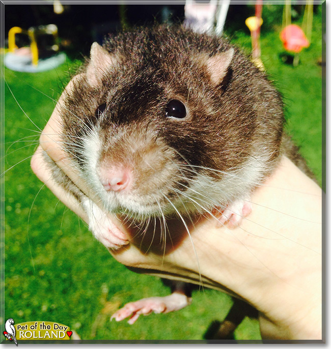 Rolland the Velveteen Fancy Rat, the Pet of the Day Rolland the Velveteen Fancy Rat, the Pet of the Day