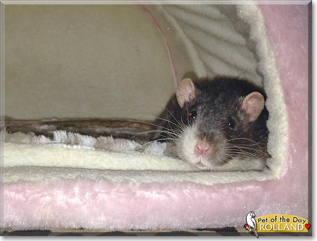 Rolland the Velveteen Fancy Rat, the Pet of the Day